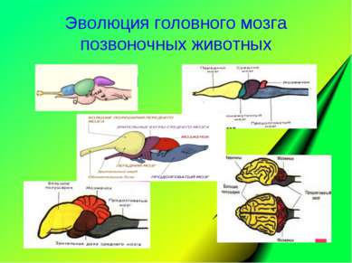 Эволюция головного мозга позвоночных животных