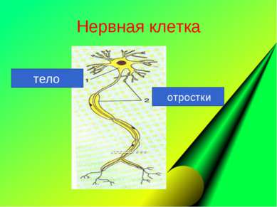 Нервная клетка тело отростки
