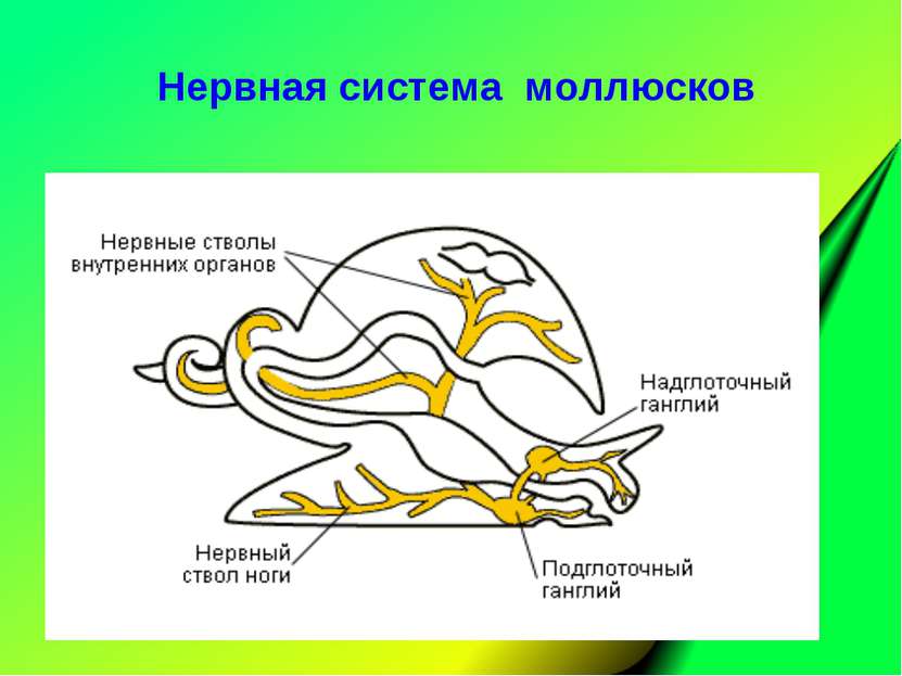 Нервная система моллюсков