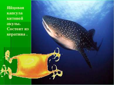 Яйцовая капсула китовой акулы. Состоит из кератина .