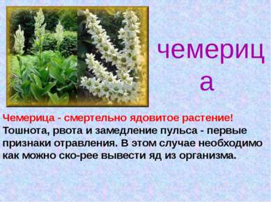 чемерица Чемерица - смертельно ядовитое растение! Тошнота, рвота и замедление...