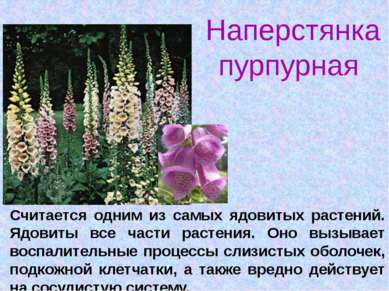 Наперстянка пурпурная Считается одним из самых ядовитых растений. Ядовиты все...