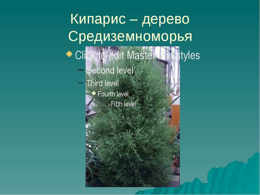 Кипарис – дерево Средиземноморья