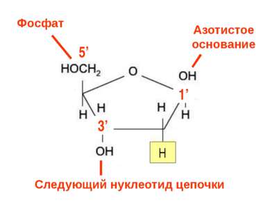 3’ H 1’ 5’ 3’ Азотистое основание Фосфат Следующий нуклеотид цепочки