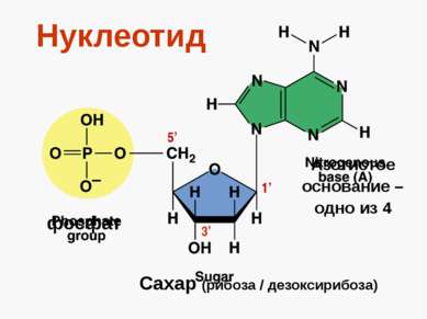 Нуклеотид фосфат Сахар (рибоза / дезоксирибоза) Азотистое основание – одно из...