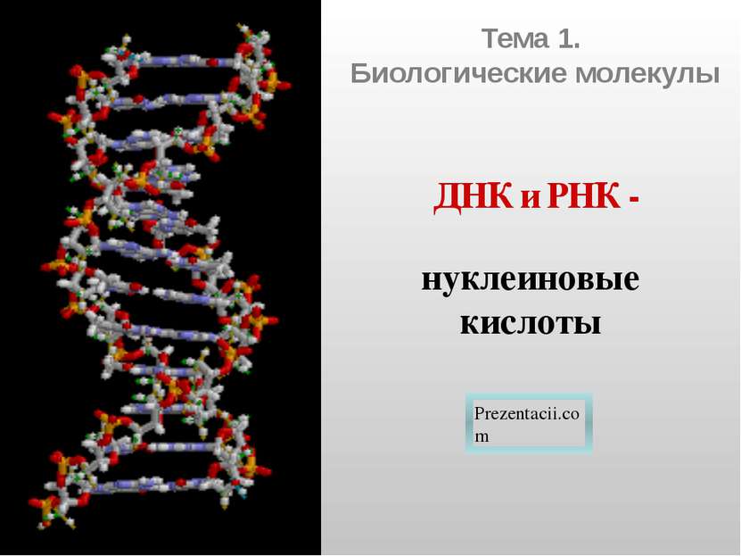 Тема 1. Биологические молекулы Prezentacii.com ДНК и РНК - нуклеиновые кислоты