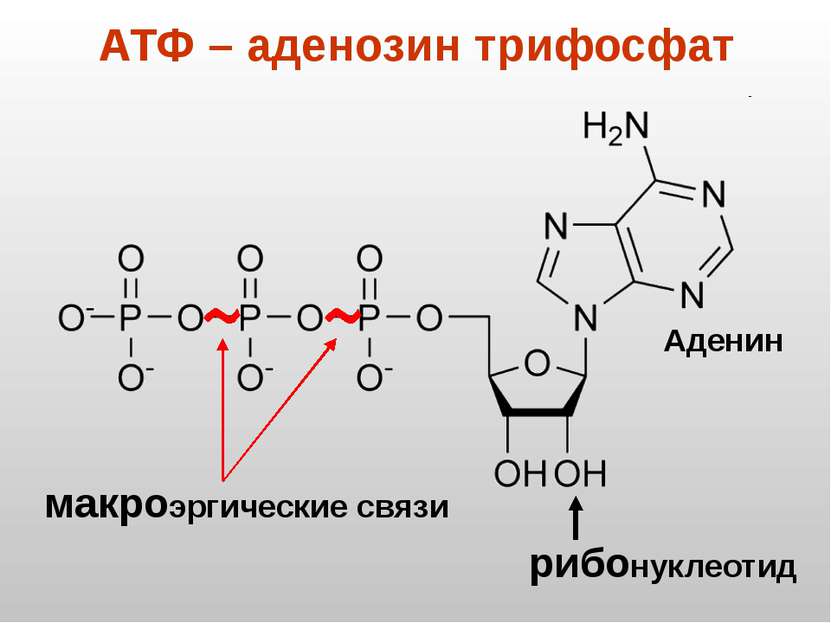 АТФ – аденозин трифосфат рибонуклеотид макроэргические связи Аденин
