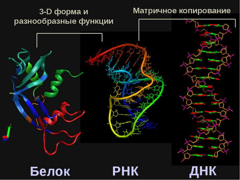 РНК ДНК Белок 3-D форма и разнообразные функции Матричное копирование