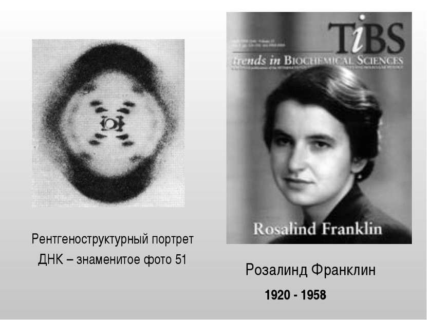 Розалинд Франклин Рентгеноструктурный портрет ДНК – знаменитое фото 51 1920 -...