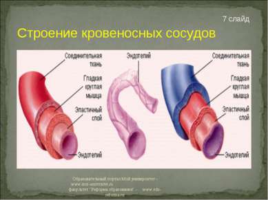Строение кровеносных сосудов 7 слайд Образовательный портал Мой университет -...