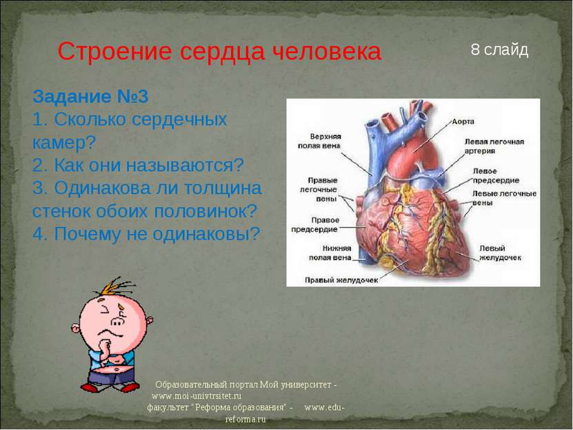 Строение сердца человека Задание №3 1. Сколько сердечных камер? 2. Как они на...