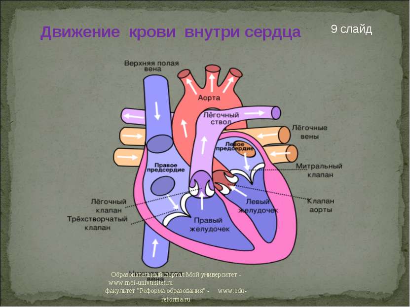Движение крови внутри сердца 9 слайд Образовательный портал Мой университет -...