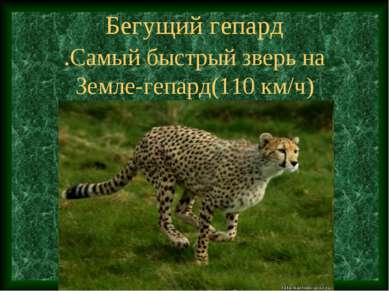 Бегущий гепард .Самый быстрый зверь на Земле-гепард(110 км/ч)