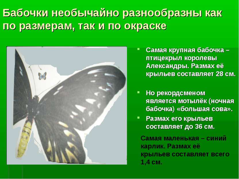 Бабочки необычайно разнообразны как по размерам, так и по окраске Самая крупн...