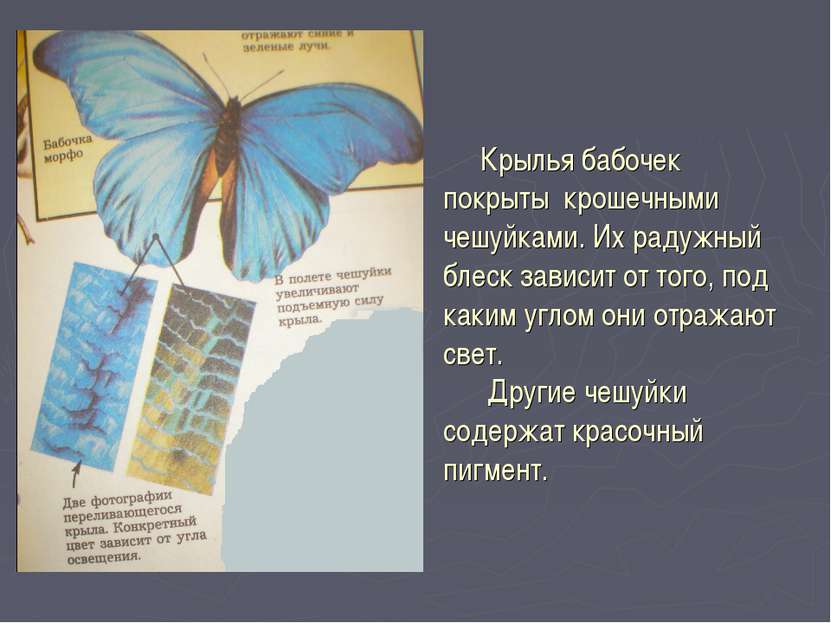 Крылья бабочек покрыты крошечными чешуйками. Их радужный блеск зависит от тог...