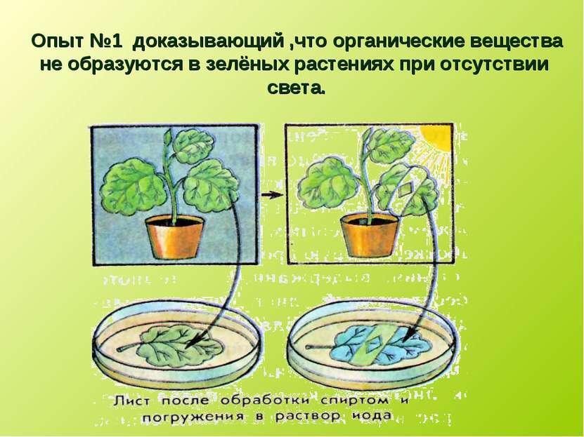 Опыт №1 доказывающий ,что органические вещества не образуются в зелёных расте...