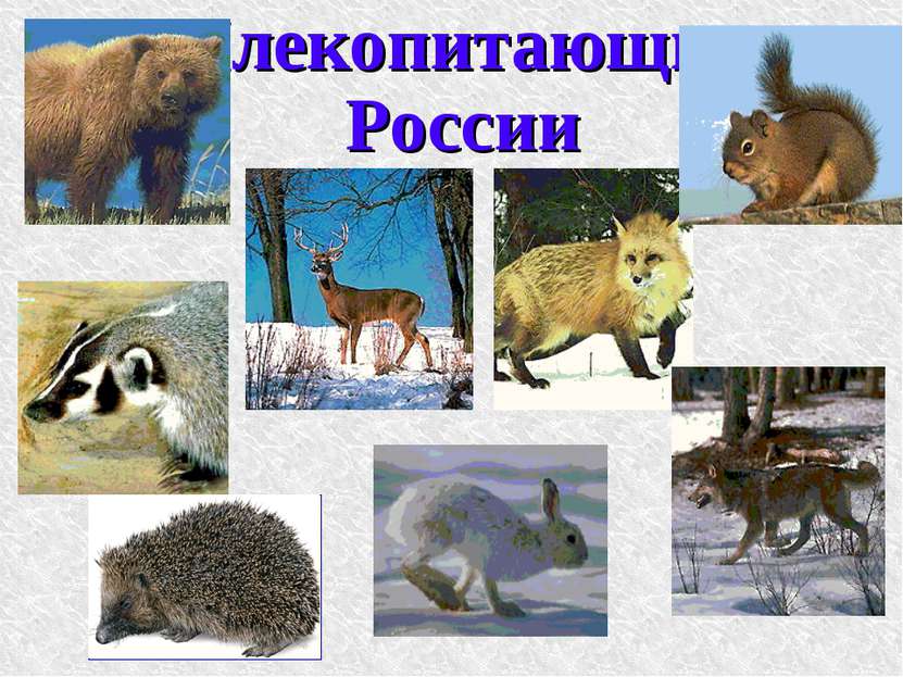 Млекопитающие России