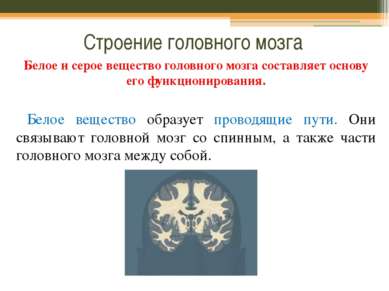 Строение головного мозга Белое и серое вещество головного мозга составляет ос...