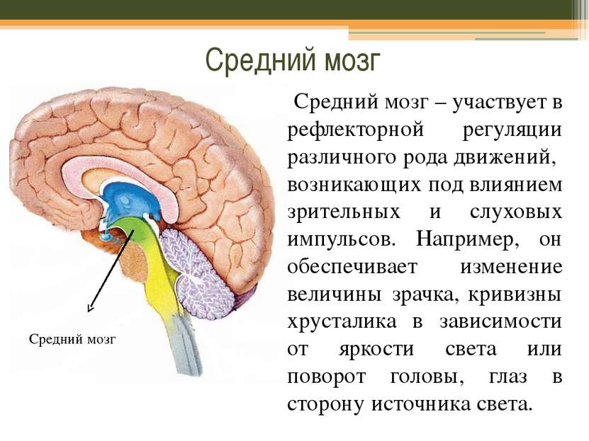 Средний мозг Средний мозг – участвует в рефлекторной регуляции различного род...