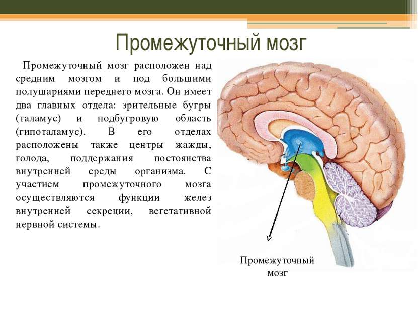 Промежуточный мозг Промежуточный мозг расположен над средним мозгом и под бол...