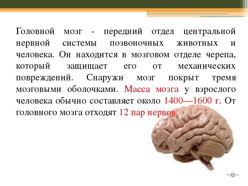 Факты про мозг. Интересные факты о мозге. Интересные факты о мозге человека. Загадки человеческого мозга. Масса мозга взрослого человека.