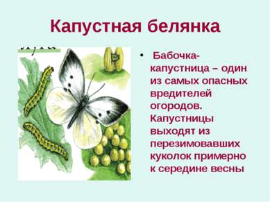 Капустная белянка Бабочка-капустница – один из самых опасных вредителей огоро...