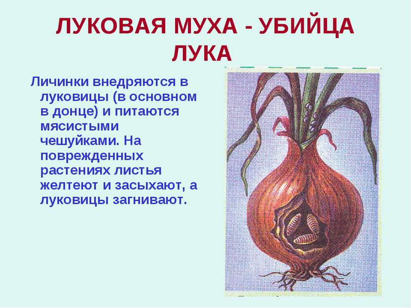 ЛУКОВАЯ МУХА - УБИЙЦА ЛУКА Личинки внедряются в луковицы (в основном в донце)...