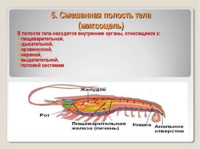 5. Смешанная полость тела (миксоцель) В полости тела находятся внутренние орг...