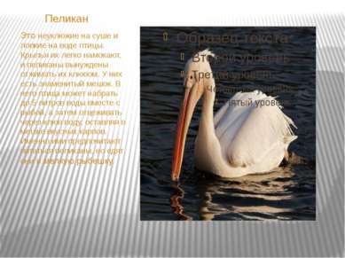 Пеликан Это неуклюжие на суше и ловкие на воде птицы. Крылья их легко намокаю...