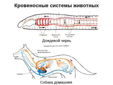 Кровеносные системы животных Дождевой червь Собака домашняя