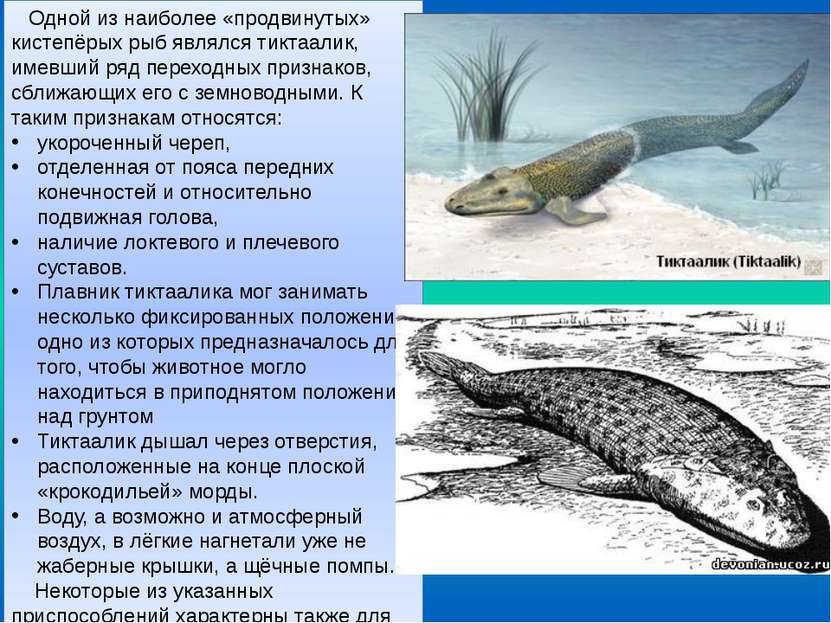 Одной из наиболее «продвинутых» кистепёрых рыб являлся тиктаалик, имевший ряд...