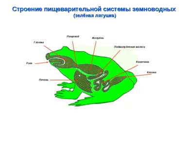 Строение пищеварительной системы земноводных (зелёная лягушка) Глотка Пищевод...