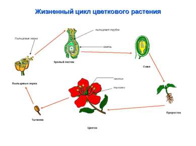 Жизненный цикл цветкового растения Проросток Семя Тычинка Цветок Пыльцевые зе...