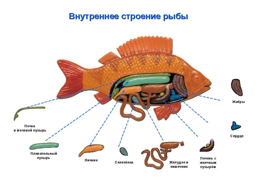 Внутреннее строение рыбы