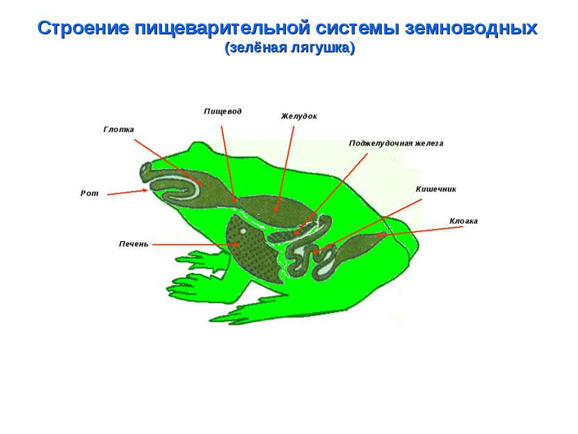 Строение пищеварительной системы земноводных (зелёная лягушка) Глотка Пищевод...