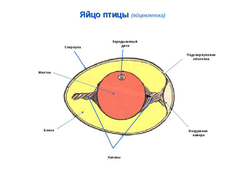 Яйцо птицы (яйцеклетка) Зародышевый диск Подскорлуповая оболочка Воздушная ка...