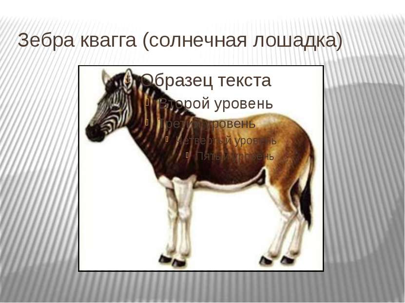 Зебра квагга (солнечная лошадка)