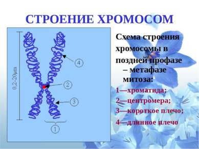 ХРОМАТИДА (от греч. chroma - цвет, краска + eidos - вид) — часть хромосомы от...