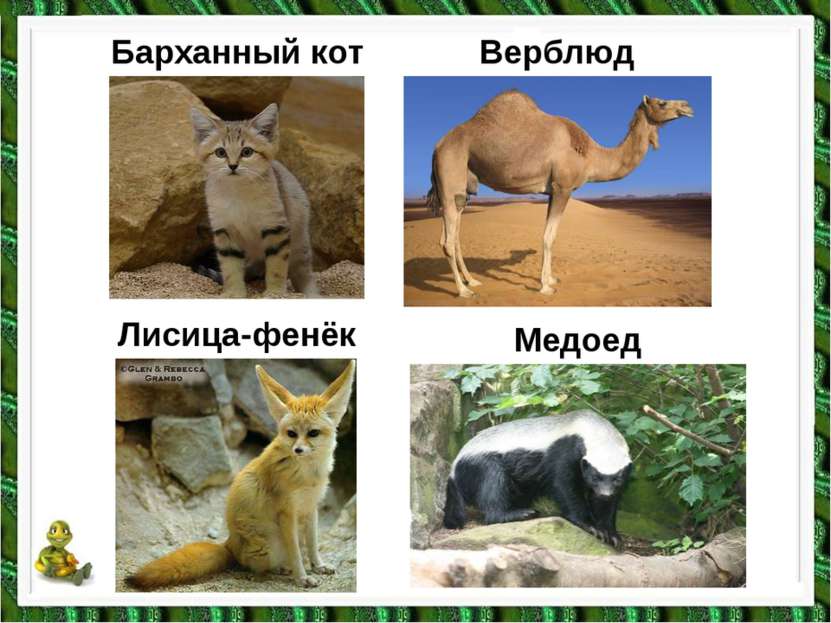 Барханный кот Верблюд Медоед Лисица-фенёк