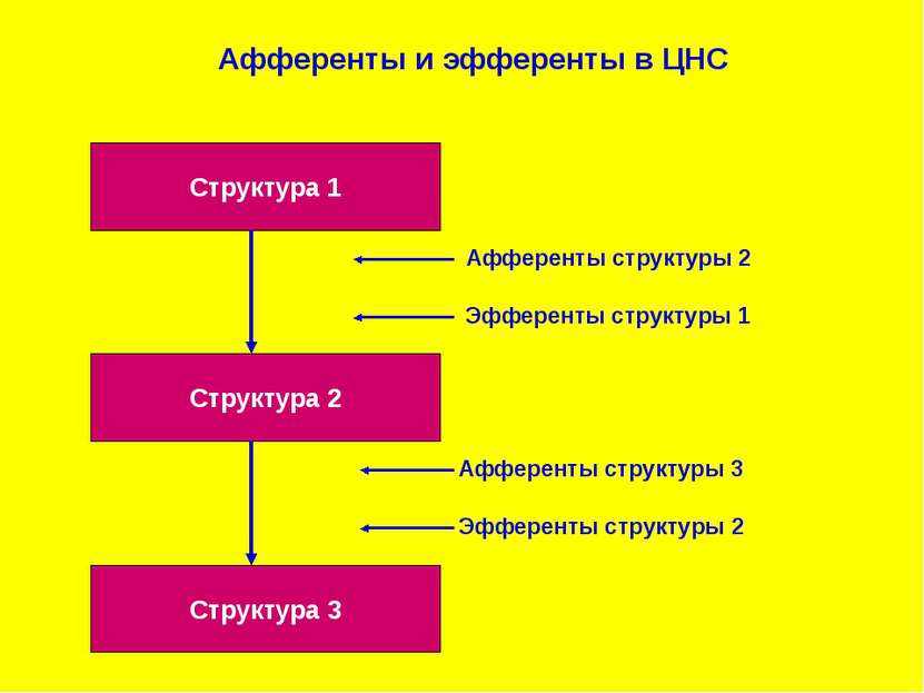 Структура 1 Структура 3 Структура 2 Афференты и эфференты в ЦНС