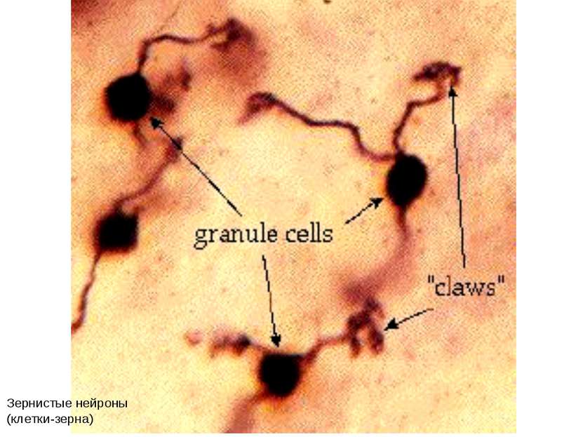 Зернистые нейроны (клетки-зерна)