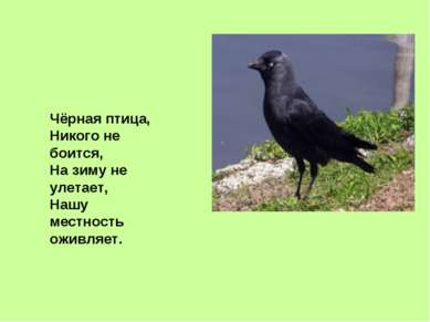 Чёрная птица, Никого не боится, На зиму не улетает, Нашу местность оживляет.