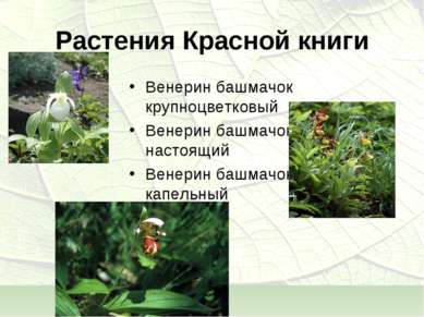 Растения Красной книги Венерин башмачок крупноцветковый Венерин башмачок наст...