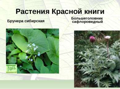 Растения Красной книги Брунера сибирская Большеголовник сафлоровидный