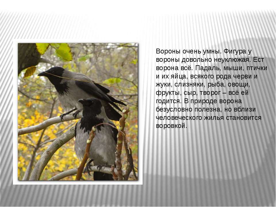 Три ворона текст. Рассказ о вороне. Ворона описание птицы. Сообщение о вороне. Сообщение про ворону.