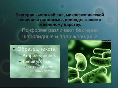 Бактерии - мельчайшие, микроскопической величины организмы, принадлежащие к о...