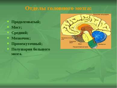 Рефлексы продолговатого мозга 1. Глотательный рефлекс. Сделайте в быстром тем...