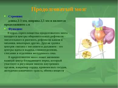 Мозжечок Строение: Имеет два полушария и кору из серого вещества Функции: Моз...