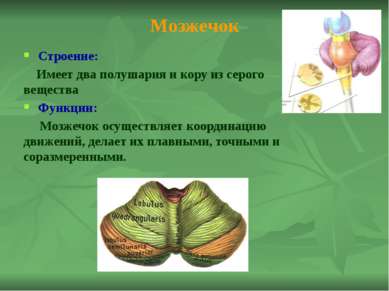 Мост Строение: Состоит из серого, который представлен ядрами и белого веществ...