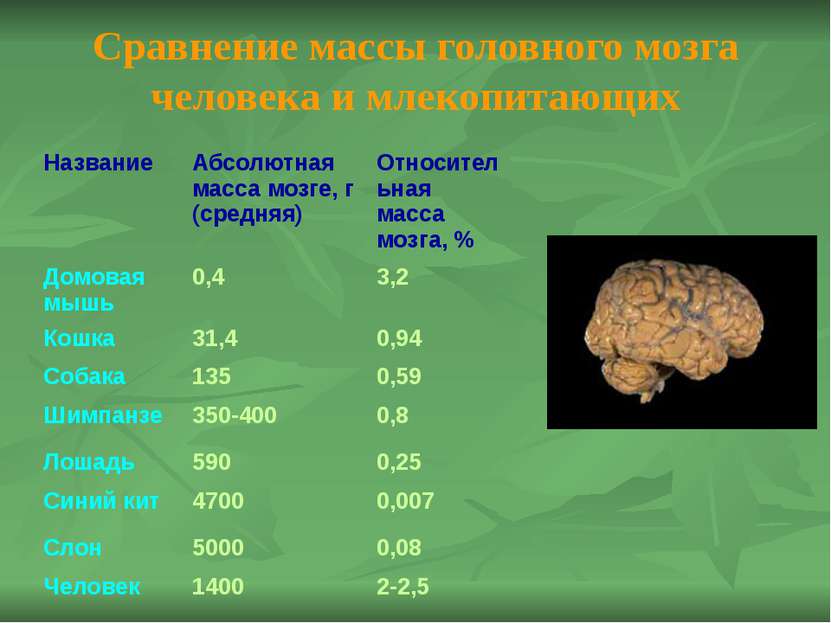 Отделы головного мозга: Продолговатый; Мост; Средний; Мозжечок; Промежуточный...